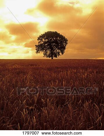 Oak Tree in a barley field, Ireland View Large Photo Image Stock Photo - Oak Tree in a barley field, Ireland. Fotosearch