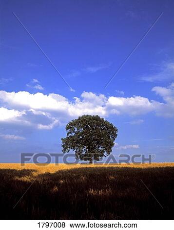 Stock Photo - Oak tree in a barley field, Ireland. Fotosearch