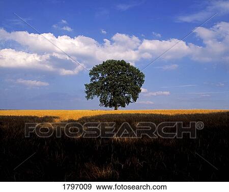 Oak tree in a barley field, Ireland View Large Photo Image Stock Photo - Oak tree in a barley field, Ireland. Fotosearch