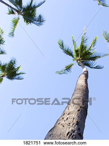 Palm trees View Large Photo Image Stock Image - Palm trees. Fotosearch