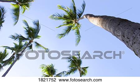Stock Image - Palm trees. Fotosearch