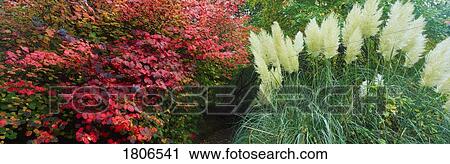 Stock Image - Pampas Grass and shrub. Fotosearch