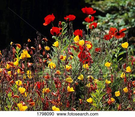 Poppies & Evening Primrose View Large Photo Image Stock Image - Poppies & Evening Primrose. Fotosearch