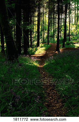 Stock Image - Portglenone Forest, Ireland. Fotosearch