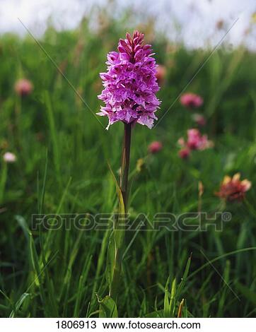 Pyramidal Orchid, Mannin Bay, Co Galway, Ireland View Large Photo Image Stock Image - Pyramidal Orchid, Mannin Bay, Co Galway, Ireland. Fotosearch