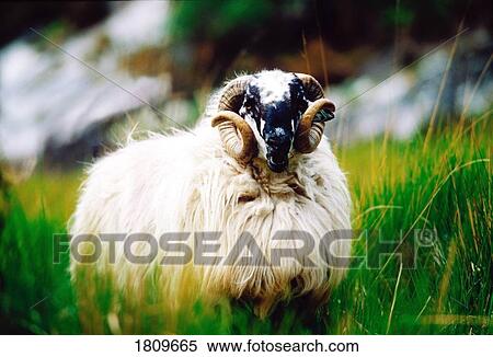 Stock Photography - Ram. Fotosearch