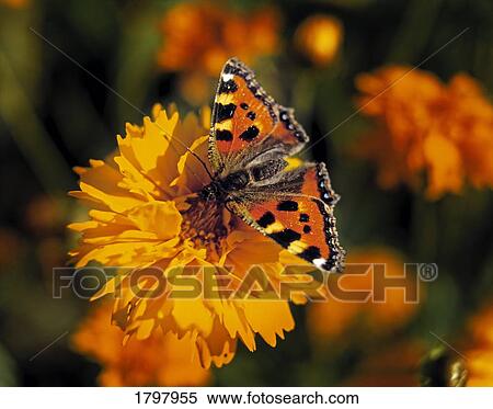 Red Admiral Butterfly resting on a Coreopsis View Large Photo Image Stock Photography - Red Admiral Butterfly resting on a Coreopsis. Fotosearch
