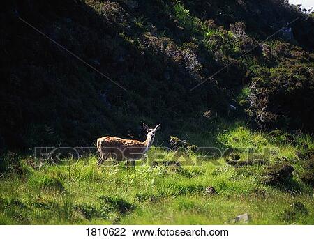 Red deer, Scotland View Large Photo Image Stock Image - Red deer, Scotland. Fotosearch