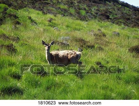 Red deer, Scotland View Large Photo Image Stock Image - Red deer, Scotland. Fotosearch