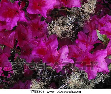 Stock Image - Rhododendron and Lichen, Glanleam House, Co Kerry, Ireland. Fotosearch