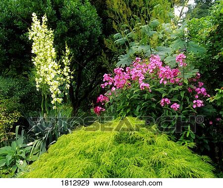 Robinsonian garden with Maple, Yucca and Phlox View Large Photo Image Stock Photo - Robinsonian garden with Maple, Yucca and Phlox. Fotosearch