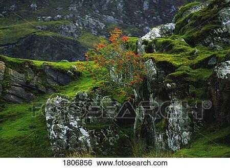 Stock Photograph - Rowan Tree, Co Donegal, Ireland. Fotosearch