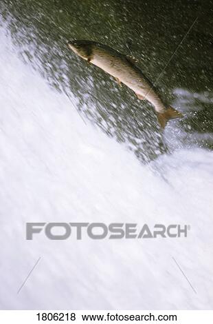 Salmon swimming upstream View Large Photo Image Stock Photo - Salmon swimming upstream. Fotosearch