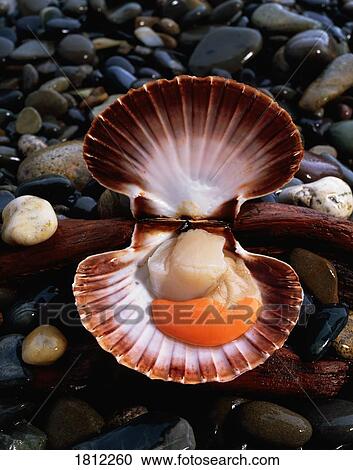 Stock Image - Scallop shellfish. Fotosearch