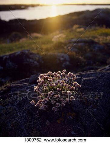 Stock Image - Sea Pink (Armeria maritima), Connemara, Co Galway, Ireland. Fotosearch