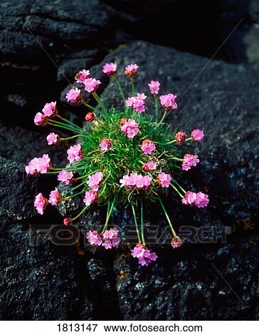 Stock Photo - Sea Pink (Armeria maritima). Fotosearch