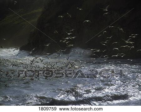 Stock Photo - Seagulls over Howth Head, Co Dublin, Ireland. Fotosearch