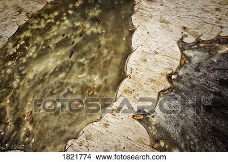 Picture - Seal and caribou skin drying. Fotosearch