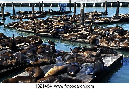 Seals on pier, San Francisco, USA View Large Photo Image Picture - Seals on pier, San Francisco, USA. Fotosearch