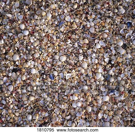 Seashells View Large Photo Image Stock Photography - Seashells. Fotosearch