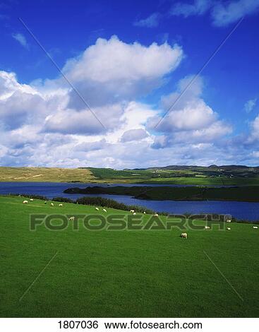 Sheep, Dunfanaghy, Co Donegal, Ireland View Large Photo Image Stock Photograph - Sheep, Dunfanaghy, Co Donegal, Ireland. Fotosearch