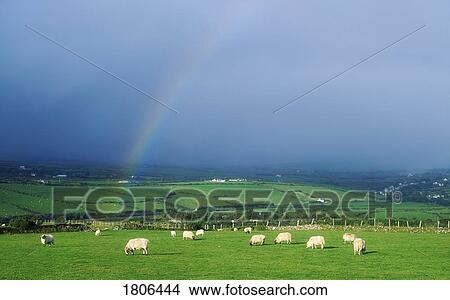 Picture - Sheep in a field with rainbow, Ireland. Fotosearch