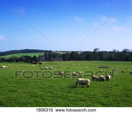 Sheep surround Tintern Abbey, Co Wexford, Ireland View Large Photo Image Stock Photograph - Sheep surround Tintern Abbey, Co Wexford, Ireland. Fotosearch
