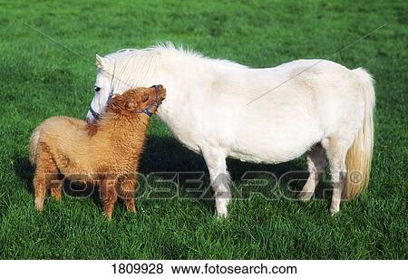 Stock Photo - Shetland Pony and Foal. Fotosearch