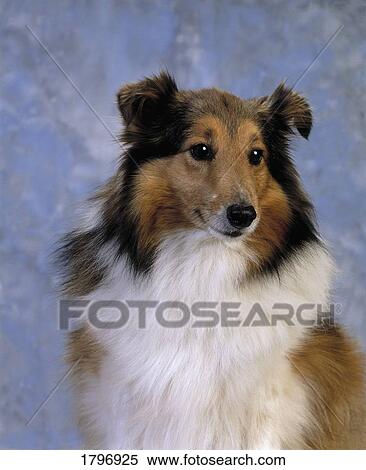 Shetland Sheepdog View Large Photo Image Stock Photography - Shetland Sheepdog. Fotosearch