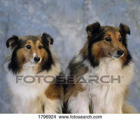 Picture - Shetland Sheepdogs. Fotosearch