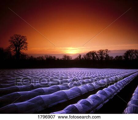 Strawberries under cloches, Duleek, Co Meath, Ireland View Large Photo Image Stock Photo - Strawberries under cloches, Duleek, Co Meath, Ireland. Fotosearch
