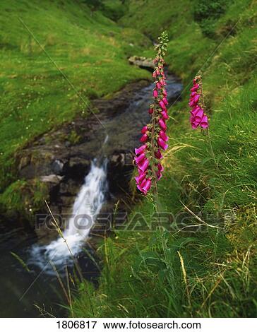 Stock Photo - Stream and Foxgloves in the Slieve Mish Mountains, Co Kerry, Ireland. Fotosearch