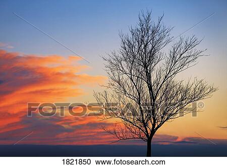 Sun setting on a tree View Large Photo Image Stock Image - Sun setting on a tree. Fotosearch