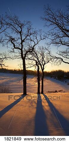 Sun setting on trees View Large Photo Image Stock Photo - Sun setting on trees. Fotosearch