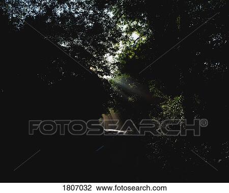 Stock Image - Sunburst in the woods, Kenmare, Ireland. Fotosearch