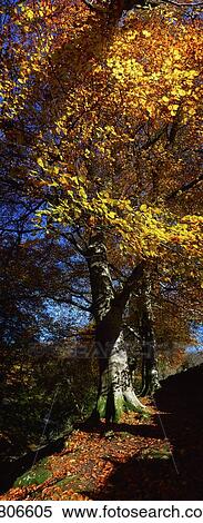 Sunlight streaming through a tree View Large Photo Image Stock Photography - Sunlight streaming through a tree. Fotosearch