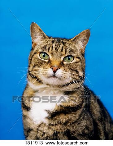Stock Image - Tabby Cat. Fotosearch