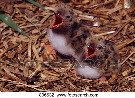 Stock Image - Tern chicks. Fotosearch