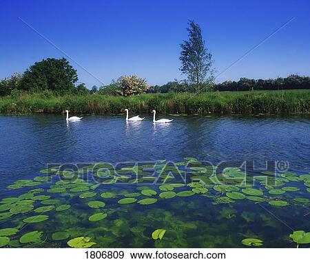 The Grand Canal, between Robertstown & Sallins, Ireland View Large Photo Image Stock Photo - The Grand Canal, between Robertstown & Sallins, Ireland. Fotosearch