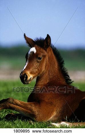 Thoroughbred foal, Co Kildare, Ireland View Large Photo Image Stock Photography - Thoroughbred foal, Co Kildare, Ireland. Fotosearch