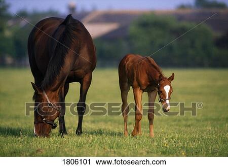 Stock Image - Thoroughbred horses, mare & foal. Fotosearch