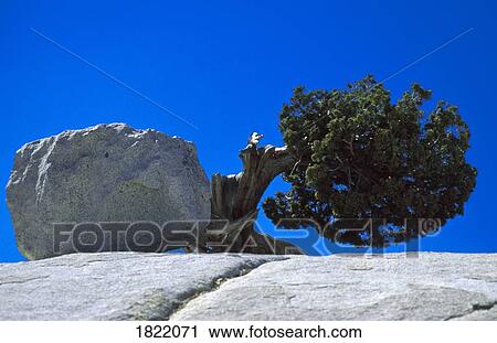 Stock Image - Tree and rock. Fotosearch
