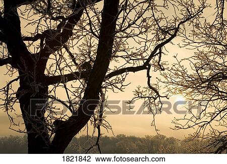 Tree branches View Large Photo Image Stock Image - Tree branches. Fotosearch