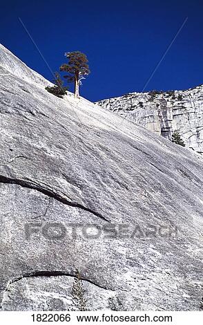 Stock Photograph - Tree on a rocky slope. Fotosearch