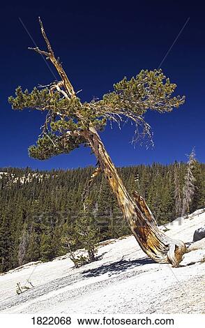 Stock Photo - Tree on rocky slope. Fotosearch
