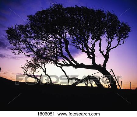 Trees View Large Photo Image Stock Image - Trees. Fotosearch