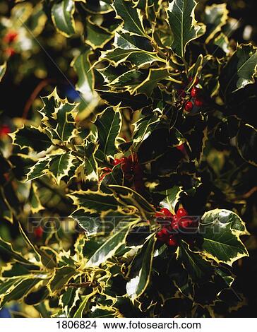 Picture - Variegated Holly with berries. Fotosearch