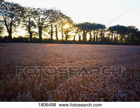 Stock Photo - Wheat field, Ireland. Fotosearch