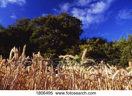 Stock Photography - Wheat field. Fotosearch