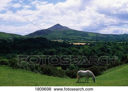 Stock Photo - White horse, Sugarloaf Mountain, Co Wicklow, Ireland. Fotosearch